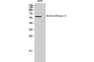 Western Blotting (WB) image for anti-Arylsulfatase K (ARSK) antibody (ABIN3173904) (Arylsulfatase K Antikörper)