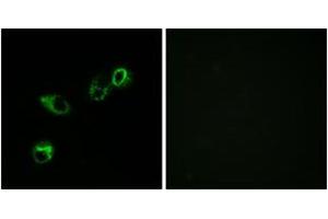 Immunofluorescence (IF) image for anti-Chemokine (C-C Motif) Receptor-Like 1 (CCRL1) (AA 291-340) antibody (ABIN2889895) (CCRL1 Antikörper  (AA 291-340))