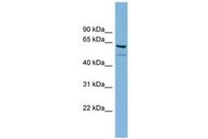 Image no. 1 for anti-Chromosome 7 Open Reading Frame 43 (C7orf43) (AA 503-552) antibody (ABIN6744140)