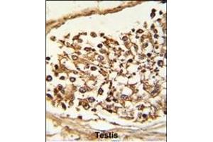 Formalin-fixed and paraffin-embedded human Testis tissue reacted with JMJD2B Antibody (N-term), which was peroxidase-conjugated to the secondary antibody, followed by DAB staining. (KDM4B Antikörper  (N-Term))