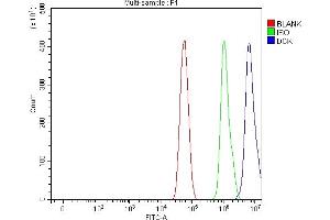 Flow Cytometry analysis of U87 cells using anti-DCK antibody (ABIN5693016). (DCK Antikörper  (AA 17-260))