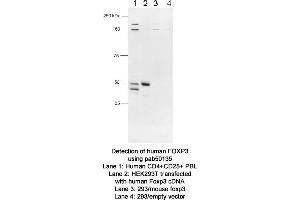 Image no. 1 for anti-Forkhead Box P3 (FOXP3) (C-Term) antibody (ABIN363444) (FOXP3 Antikörper  (C-Term))