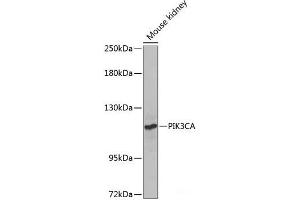 Western blot analysis of extracts of Mouse kidney using PIK3CA Polyclonal Antibody at dilution of 1:1000. (PIK3CA Antikörper)