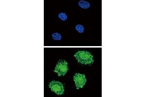 Immunofluorescence (IF) image for anti-Suppressor of Cytokine Signaling 1 (SOCS1) antibody (ABIN5024331) (SOCS1 Antikörper)