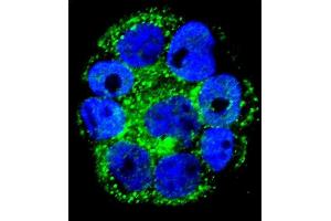 Confocal immunofluorescent analysis of IL1RN Antibody (C-term) (ABIN1882098 and ABIN2840789) with WiDr cell followed by Alexa Fluor 488-conjugated goat anti-rabbit lgG (green). (IL1RN Antikörper  (C-Term))