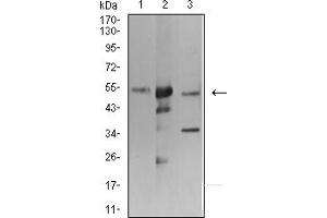 Western blot analysis using ATG3 mouse mAb against K562 (1), Hela (2), and THP-1 (3) cell lysate. (ATG3 Antikörper  (AA 1-100))