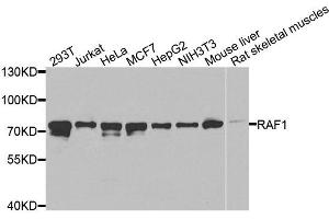 Western blot analysis of extracts of various cells, using RAF1 antibody. (RAF1 Antikörper  (C-Term))