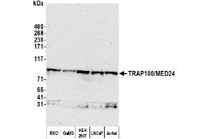 anti-Mediator Complex Subunit 24 (MED24) (AA 939-989) antibody