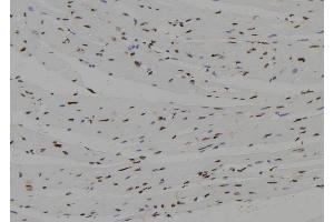 ABIN6272522 at 1/100 staining Mouse heart tissue by IHC-P. (NHLH2 Antikörper  (Internal Region))