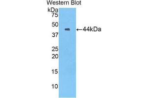 Western Blotting (WB) image for anti-Coagulation Factor IX (F9) (AA 1-146) antibody (ABIN1858773) (Coagulation Factor IX Antikörper  (AA 1-146))