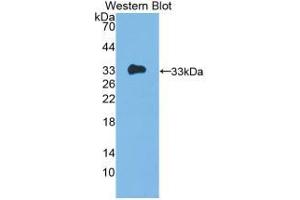 Western blot analysis of recombinant Human IL12A. (IL12A Antikörper  (AA 23-219))