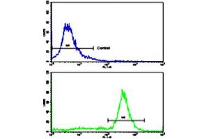 Flow cytometric analysis of ATDC5 cells using PHB polyclonal antibody (bottom histogram) compared to a negative control cell (top histogram). (Prohibitin Antikörper  (AA 99-129))