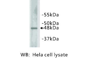 Image no. 1 for anti-Cyclin E2 (CCNE2) antibody (ABIN1112804)