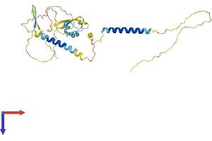 LYSMD4 Protein (AA 1-296) (His tag)