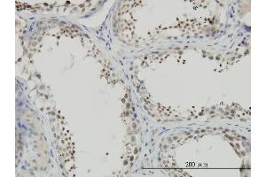 Immunoperoxidase of monoclonal antibody to NFYC on formalin-fixed paraffin-embedded human testis. (NFYC Antikörper  (AA 14-113))