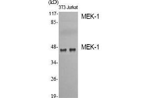 Western Blot (WB) analysis of specific cells using MEK-1 Polyclonal Antibody. (MEK1 Antikörper  (Thr38))
