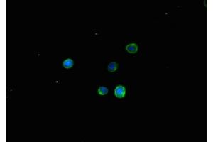 Immunofluorescent analysis of HepG2 cells using ABIN7171870 at dilution of 1:100 and Alexa Fluor 488-congugated AffiniPure Goat Anti-Rabbit IgG(H+L) (TSPAN32 Antikörper  (AA 111-202))
