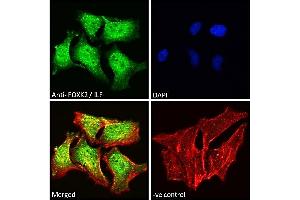 Immunofluorescence (IF) image for anti-Forkhead Box K2 (FOXK2) (C-Term) antibody (ABIN185049)