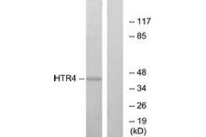 Western blot analysis of extracts from NIH-3T3 cells, using HTR4 Antibody. (Serotonin Receptor 4 Antikörper  (AA 141-190))