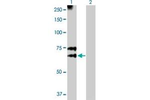 Western Blot analysis of MGAT3 expression in transfected 293T cell line by MGAT3 MaxPab polyclonal antibody. (MGAT3 Antikörper  (AA 1-533))