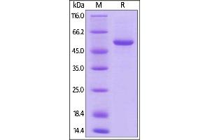 SDS-PAGE (SDS) image for Tumor Necrosis Factor (Ligand) Superfamily, Member 9 (TNFSF9) (AA 50-254) (Active) protein (Fc Tag,AVI tag,Biotin) (ABIN5954977)