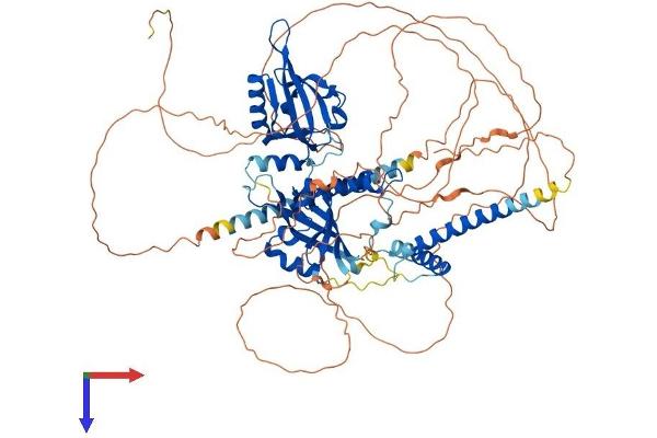 CLOCK Protein (AA 1-846) (His tag)