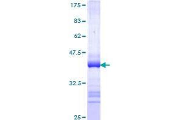 TLR7 Protein (AA 27-126) (GST tag)