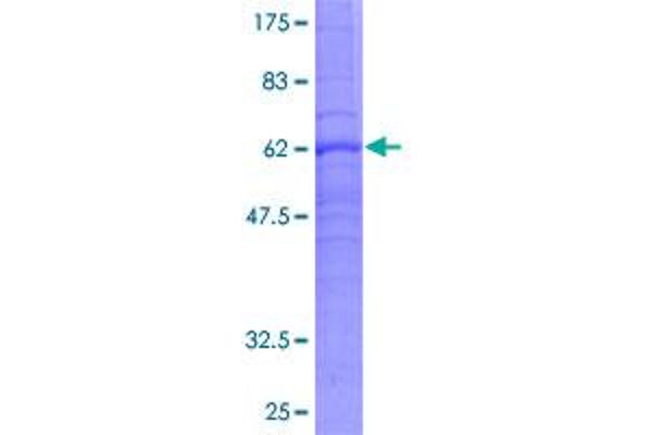 PTGER3 Protein (AA 1-388) (GST tag)