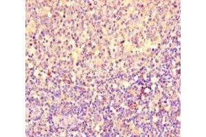 Immunohistochemistry of paraffin-embedded human tonsil tissue using ABIN7154168 at dilution of 1:100 (PGP Antikörper  (AA 140-300))