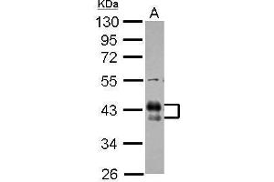WB Image Sample (30 ug of whole cell lysate) A: THP-1 10% SDS PAGE antibody diluted at 1:1000 (FCGR2B Antikörper  (C-Term))