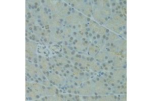Immunohistochemistry of paraffin-embedded rat pancreas using IVNS1ABP antibody (ABIN1873334) at dilution of 1:100 (40x lens). (IVNS1ABP Antikörper)