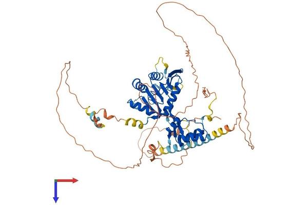 FAM83D Protein (AA 1-585) (His tag)