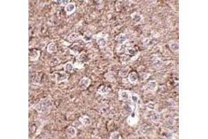Immunohistochemistry of IL-16 in mouse brain tissue with IL-16 antibody at 2. (IL16 Antikörper  (N-Term))