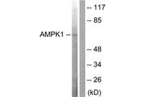 Western Blotting (WB) image for anti-SNF1A/AMP-Activated Protein Kinase (SNF1A) (AA 140-189) antibody (ABIN2888561) (AMPK alpha Antikörper  (AA 140-189))