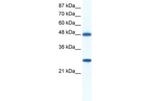 Western Blotting (WB) image for anti-DEAD (Asp-Glu-Ala-Asp) Box Polypeptide 39 (DDX39) antibody (ABIN2461342)