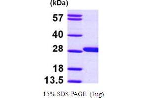 SDS-PAGE (SDS) image for Glutathione S-Transferase mu 4 (GSTM4) (AA 1-218) protein (His tag) (ABIN667165) (GSTM4 Protein (AA 1-218) (His tag))