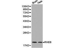 Western Blotting (WB) image for anti-Ras Homolog Enriched in Brain (RHEB) antibody (ABIN1874601) (RHEB Antikörper)