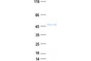 Validation with Western Blot (DCAF4L2 Protein (His tag))