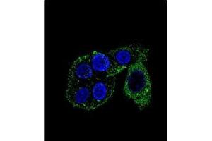 Confocal immunofluorescent analysis of CYP2S1 Antibody (C-term) Cat. (CYP2S1 Antikörper  (C-Term))