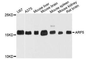 Western blot analysis of extracts of various cell lines, using ARF5 antibody. (ARF5 Antikörper  (AA 1-180))