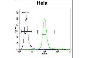 Flow cytometric analysis of Hela cells (right histogram) compared to a negative control cell (left histogram). (MFGE8 Antikörper  (C-Term))