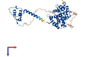 THRB Protein (AA 1-461) (His tag)