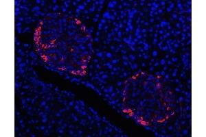 IF analysis of Prealbumin using anti-Prealbumin antibody (ABIN3042346). (TTR Antikörper  (AA 21-147))