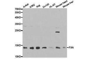 Western Blotting (WB) image for anti-Frataxin (FXN) antibody (ABIN1872751) (Frataxin Antikörper)