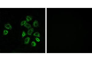 Peptide - +Western blot analysis of extracts from HUVEC cells, 293cells and Jurkat cells, using GPRC5B antibody. (GPRC5B Antikörper  (Internal Region))