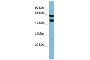 PH4 antibody used at 1 ug/ml to detect target protein. (P4HTM Antikörper  (Middle Region))