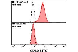 anti-CD80 (CD80) (Extracellular Domain) antibody (FITC)