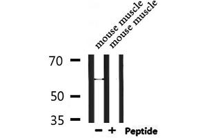 Western blot analysis of extracts from mouse muscle, using RBPJL Antibody. (RBPJL Antikörper  (Internal Region))