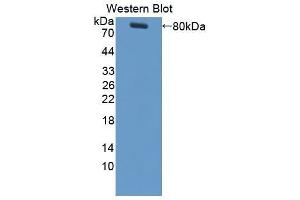 Western Blotting (WB) image for anti-Colony Stimulating Factor 1 (Macrophage) (CSF1) (AA 33-496) antibody (ABIN3209376) (M-CSF/CSF1 Antikörper  (AA 33-496))