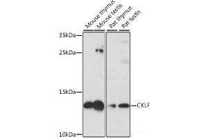 Western blot analysis of extracts of various cell lines using CKLF Polyclonal Antibody at dilution of 1:1000. (CKLF Antikörper)